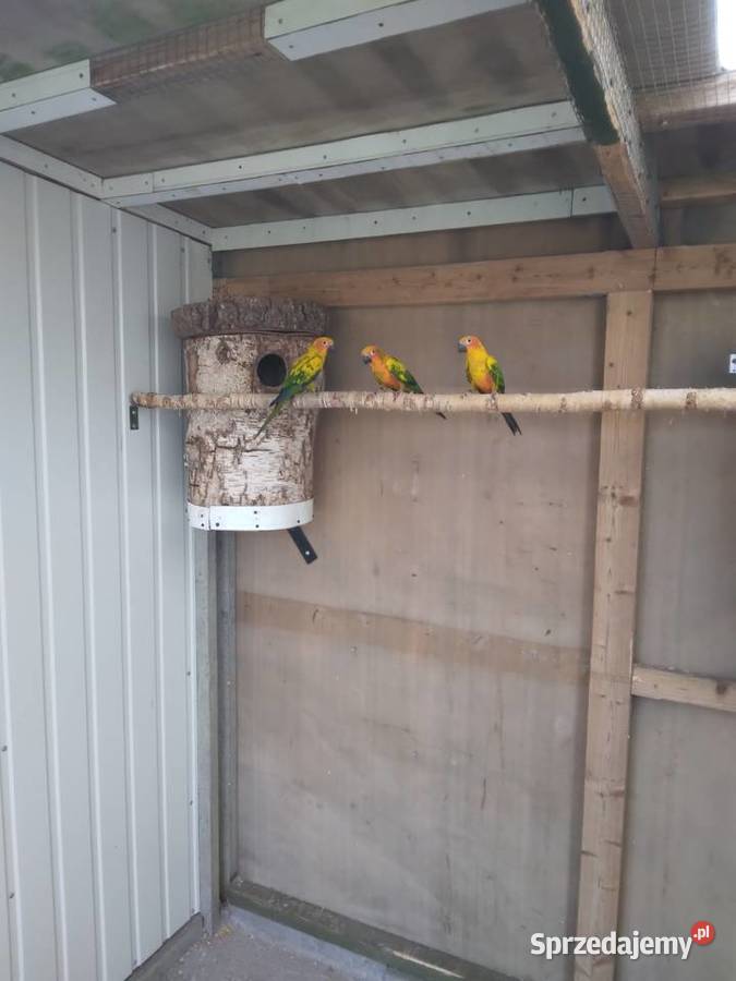 Konury słoneczne  25r