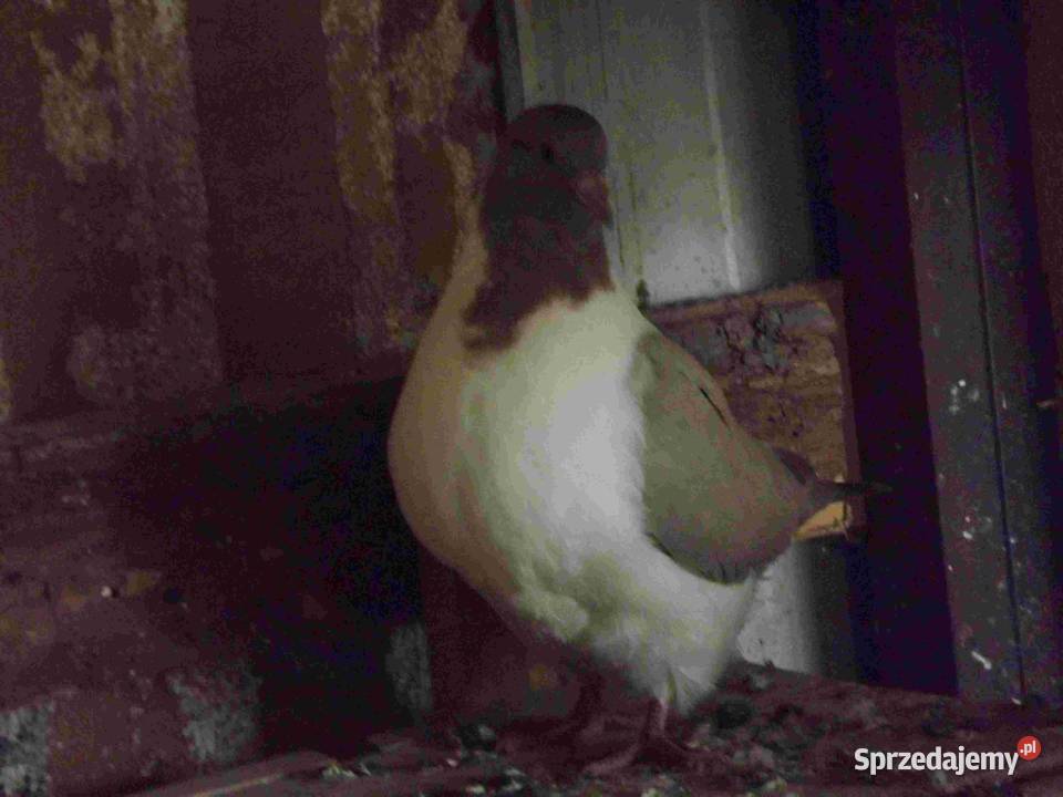 sprzedam gołębie Podborze