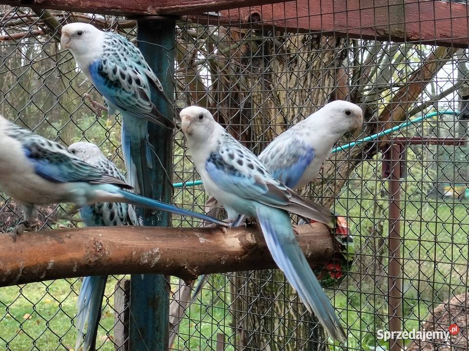 Rozelle Białolice 2025