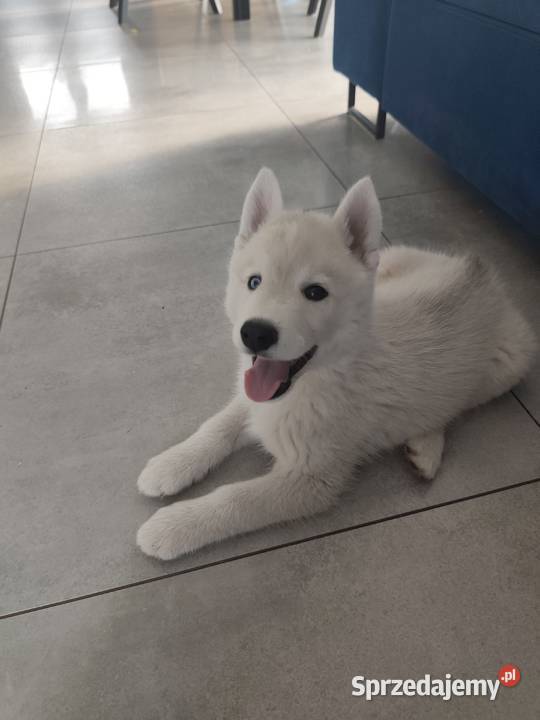 Suczka Siberian Husky różnooka Breń Osuchowski