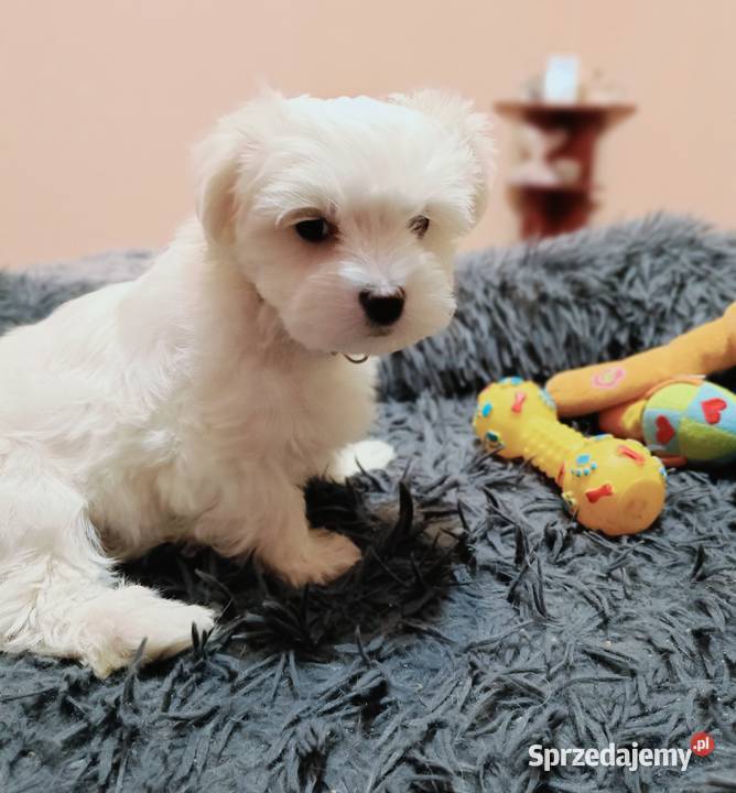 Maltańczykcudny piesek mazowieckie Warszawa