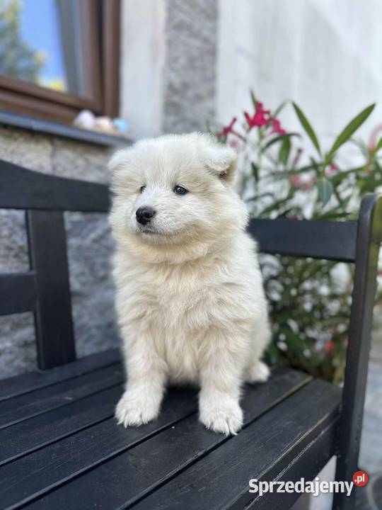 Samojed Samoyed Zapraszamy Pszczyna