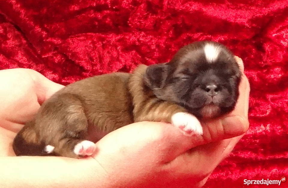 Shih tzu z rodowodem ZHPR UCIunikalne Iława