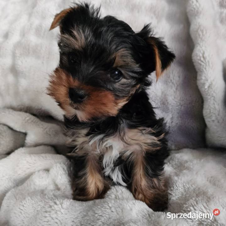 Piesek Yorkshire terrier Łążynek