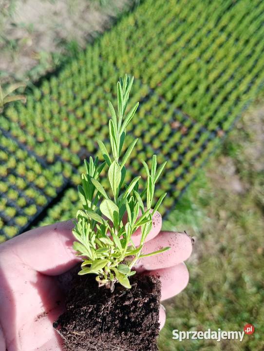 Lawenda lekarska Lawendula Angustifolia Siedlce