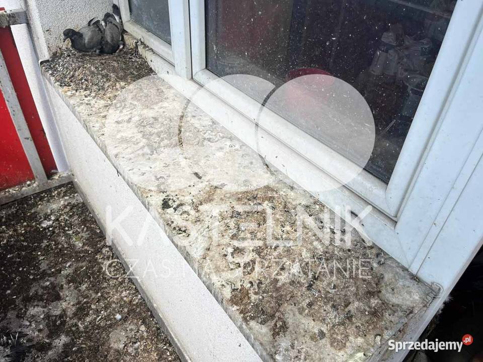Sprzątanie gołębiach Tychy Kastelnik mycie