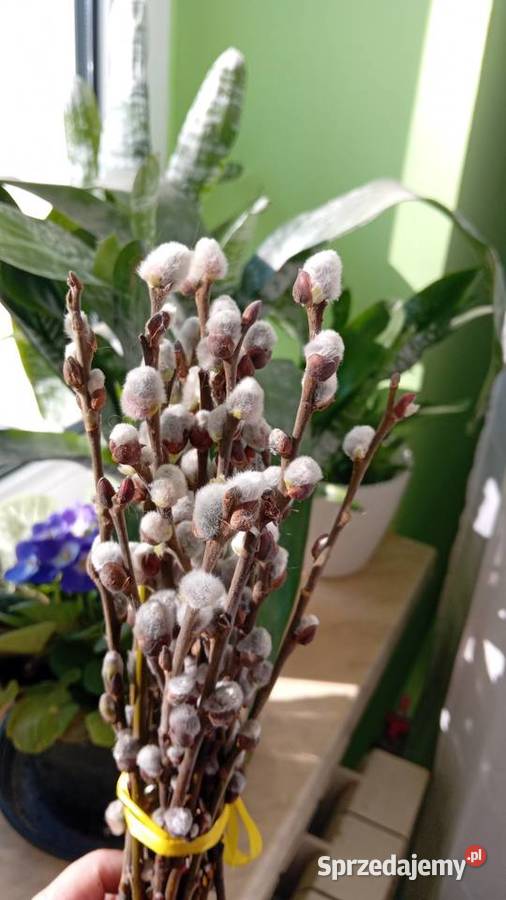 Bazie kotki kwiaty wierzby