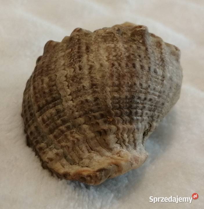 Muszla 45 59 Kreatywne