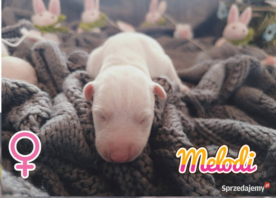 MELODI Whippet na sprzedaż piękne rasowe zdrowe wielkopolskie Poznań sprzedam