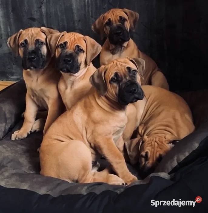Boerboel szczeniak Mastif Południowoafrykański Stalowa Wola sprzedam