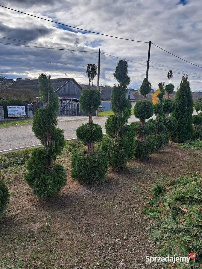 Brukarka i Ogrodnictwo Kraków