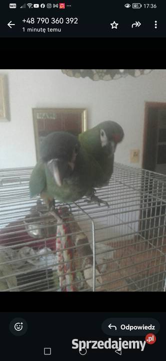 Kakadu Różowe Goffini Lutino Ara Marakana Ara