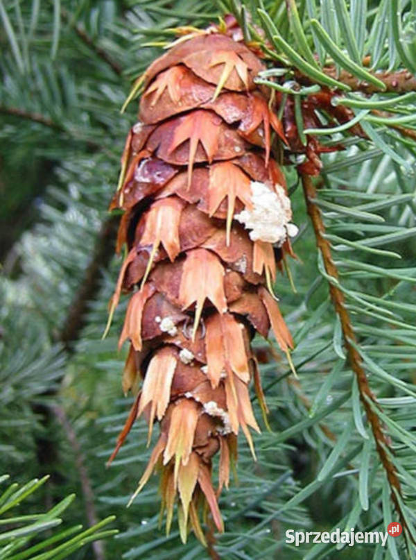 DAGLEZJA ZIELONA Pseudotsuga menziesii glauca Lubanie sprzedam