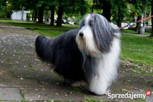 BEARDED COLLIE rodowodowe szczenięta