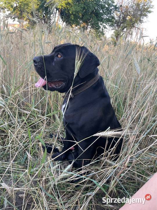 Reproduktor Cane Corso śląskie Olsztyn