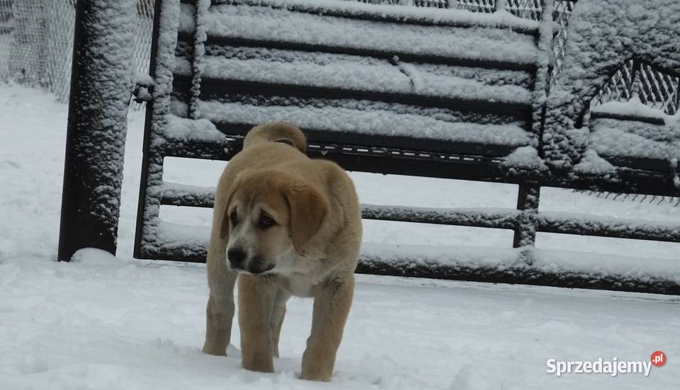 Owczarek Środkowoazjatycki Konin