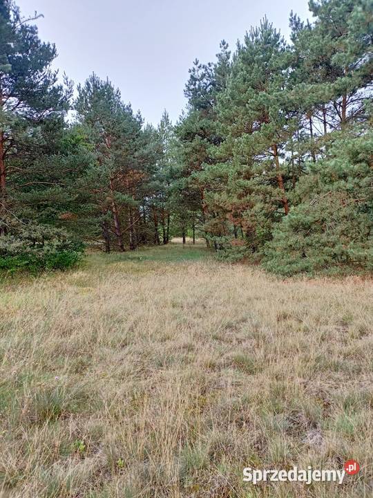 Działka Świbinki rolna z warunkami zabudowy lubuskie
