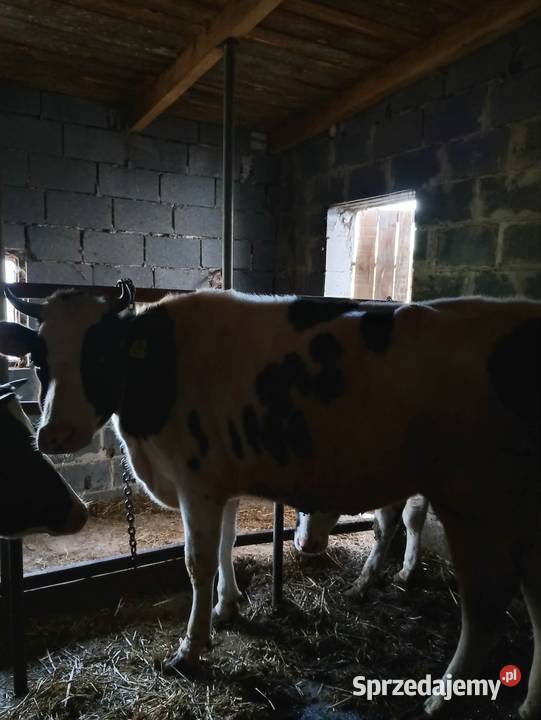 Jałówka na wycieleniu łódzkie Wójcin A