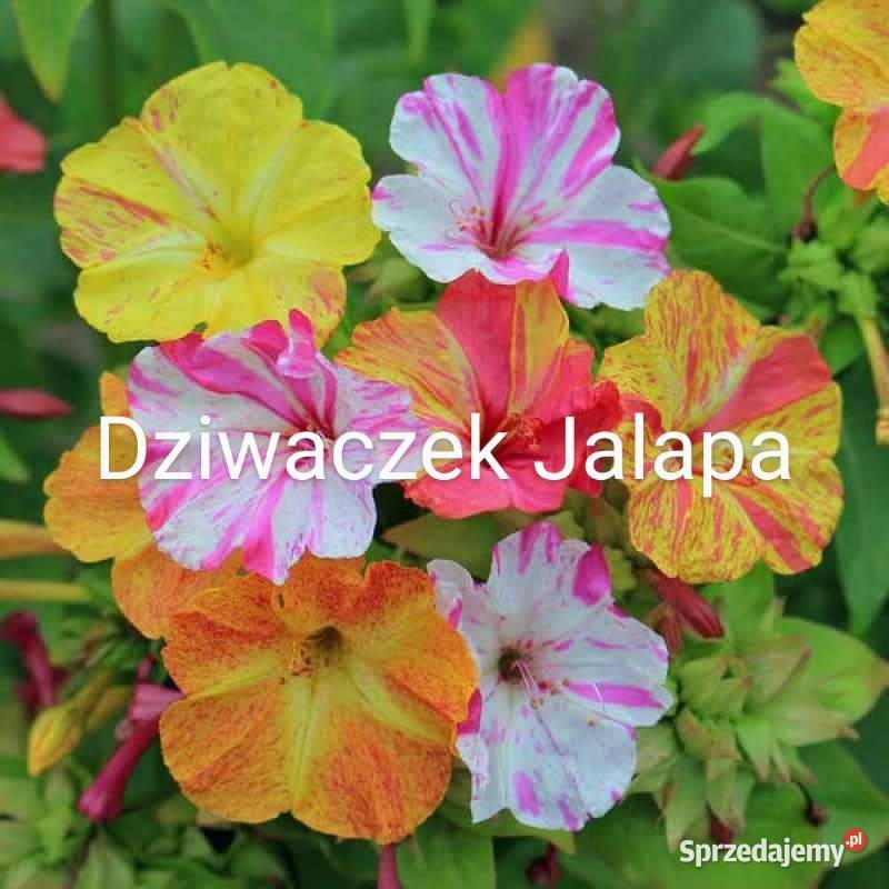 Dziwaczek Jalapa Nasiona 2024kolekcjonerskie Kraków sprzedam