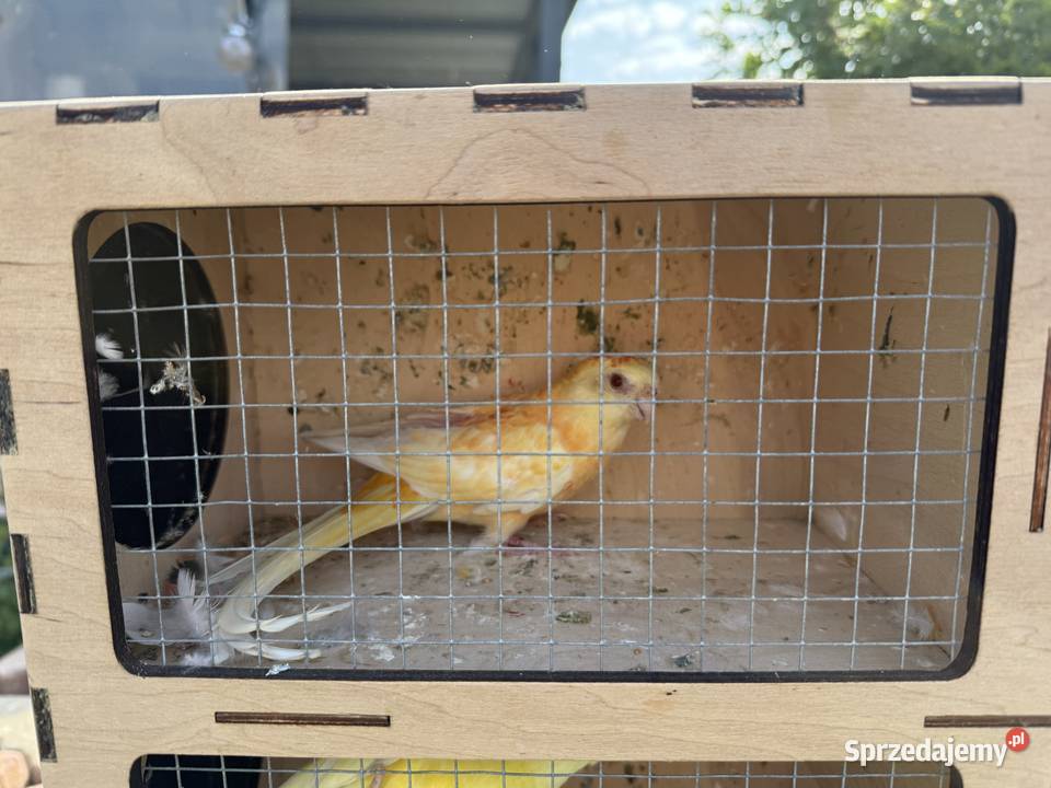 Papugi Świergotki Kadłubia