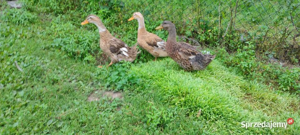 Kaczki staropolskie z 24 roku Tokarówka