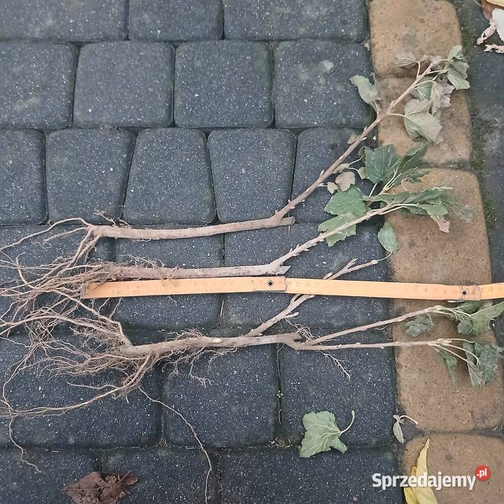 Sadzonki porzeczki czrnej Ruben Bochotnica