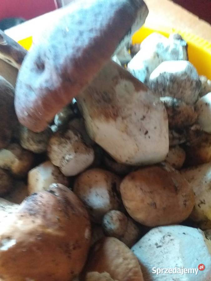Grzyby świeże prawdziwki Zawoja