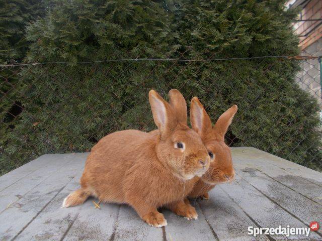 Króliki nowozelandzkie czerwone samice małopolskie Dębno