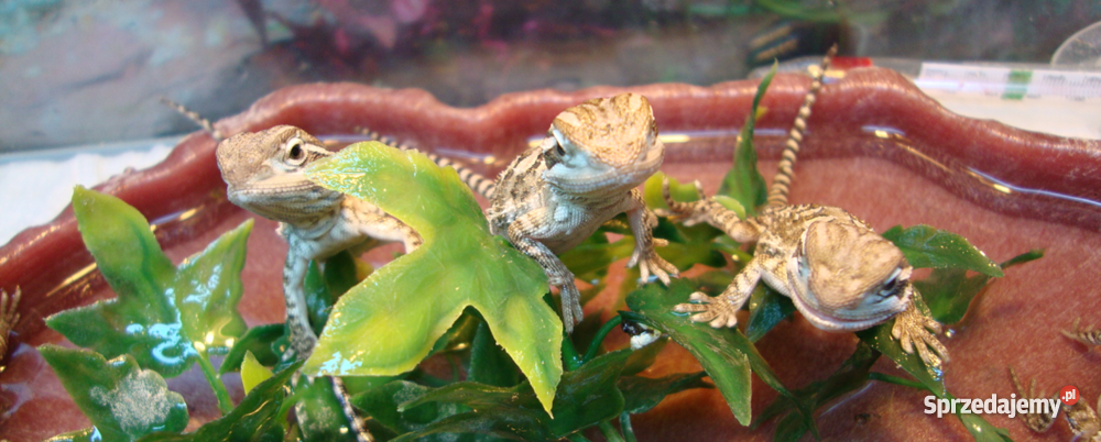 Agama agamy karłowate pogona henrylawsoni Warsza mazowieckie Warszawa