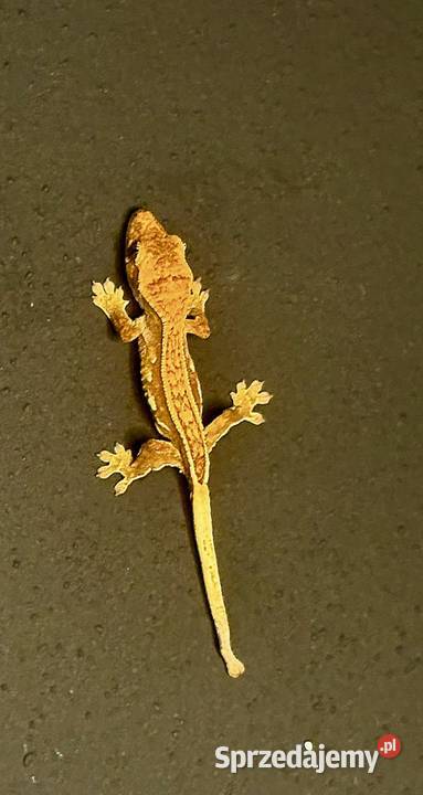 Młode gekony orzęsione Kraków