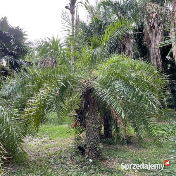 PALMA DAKTYLOWA  Phoenix acaulis NASIONA 100g Lubanie sprzedam