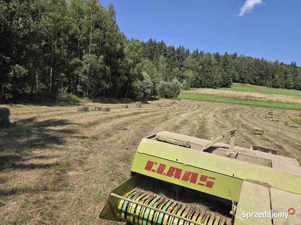 Siano w Kostkach 2026 ok400sztuk Skomielna Biała
