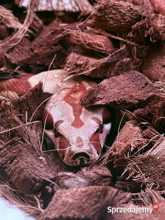 Boa Imperator Jungle sprzedam