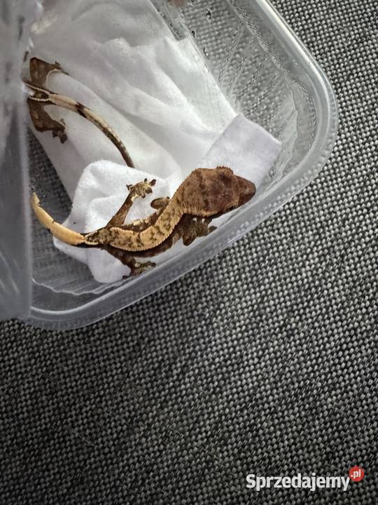 Gekon orzęsiony mazowieckie Łomianki