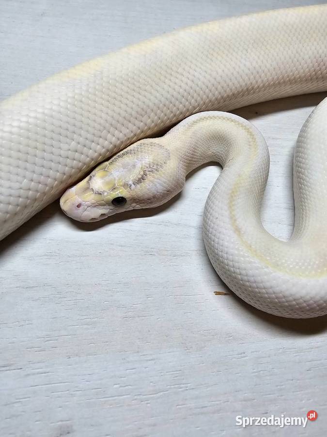 Pyton królewski python regius samiec dorosły dolnośląskie Wrocław