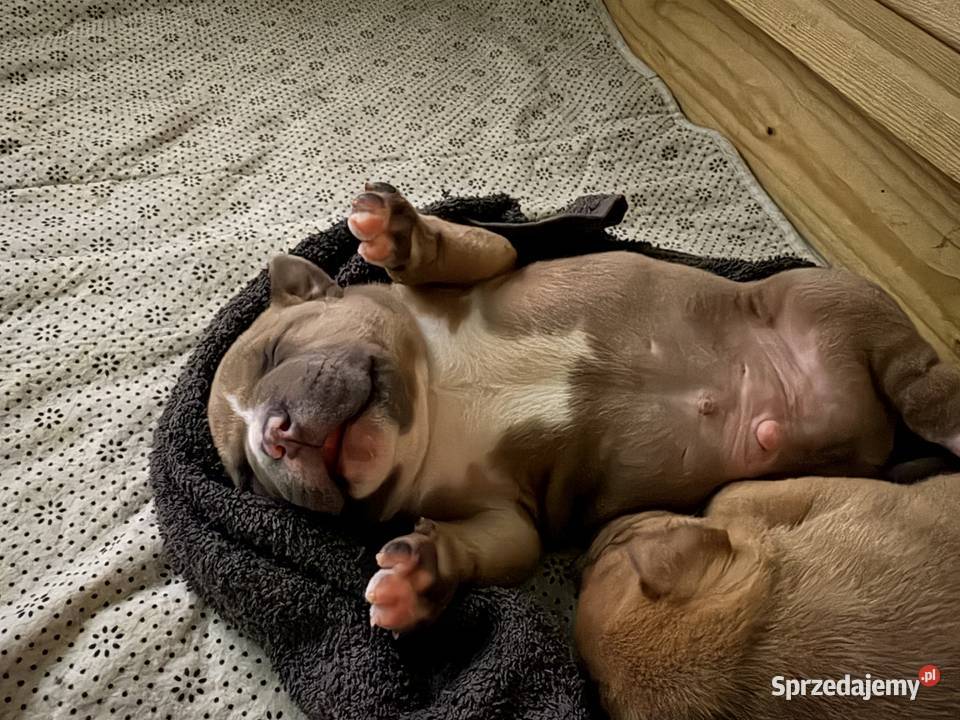 Wyjatkowe American Bully pocketmicro ABKC Show dolnośląskie Głogów