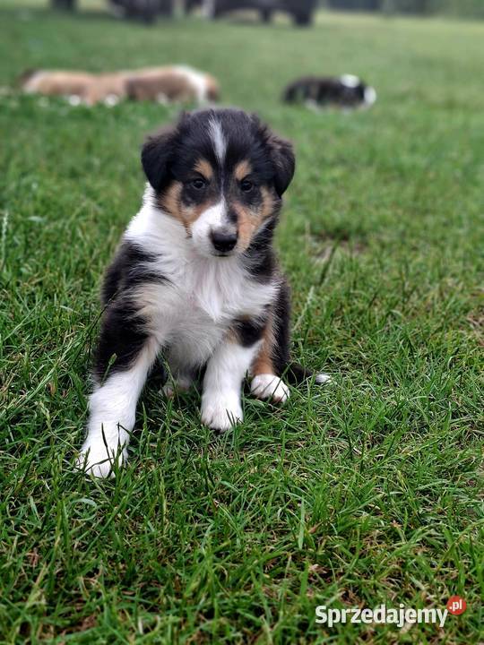 Owczarek Szkocki Collie Szczeniaki piesek Olesno