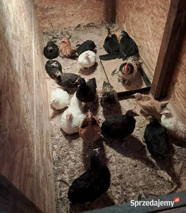 Cwergi karzełki 40 Kościan sprzedam