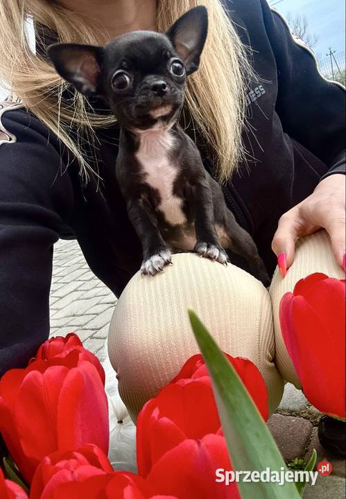 Chihuahua szczeniak Raczyce