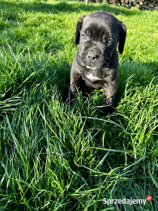 Cane Corso szczeniaki Ośno Lubuskie