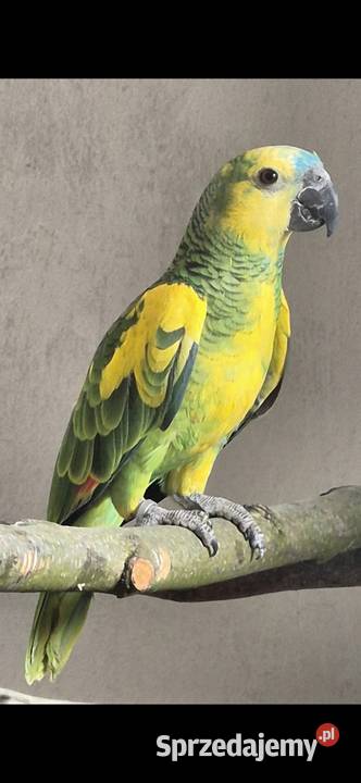 Papuga Amazonka Xanthopteryx Kęty