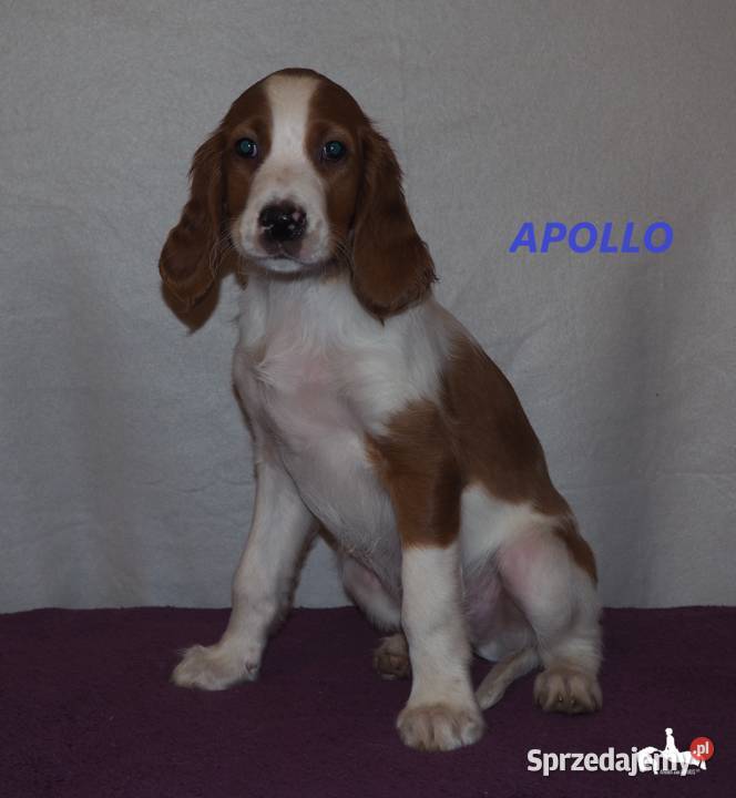 Szczeniaki rasy seter irlandzki czerwonobiały Piaseczno