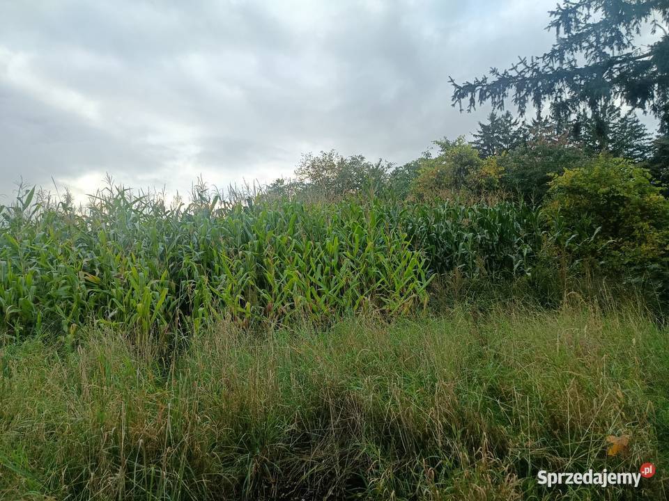 Kukurydza na kiszonke Głomsk sprzedam