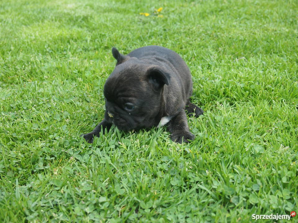 Buldog Francuski piesek Skierniewice sprzedam