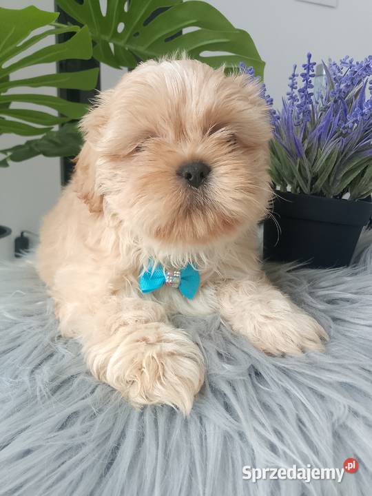 Unikatowy piesek rasy ShihTzu Kluczbork