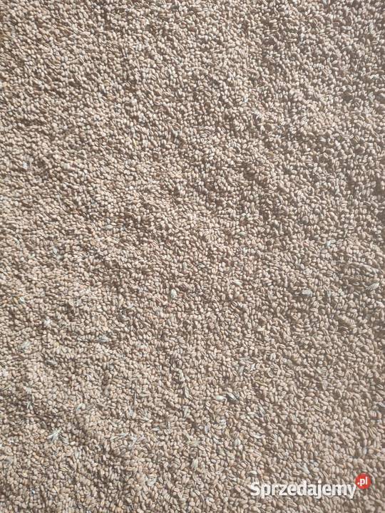 Sprzedam zboże pszenica