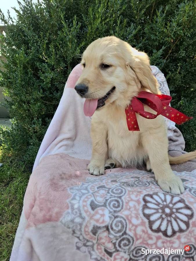 Sprzedam pieski Golden Retriever Kąkolewo