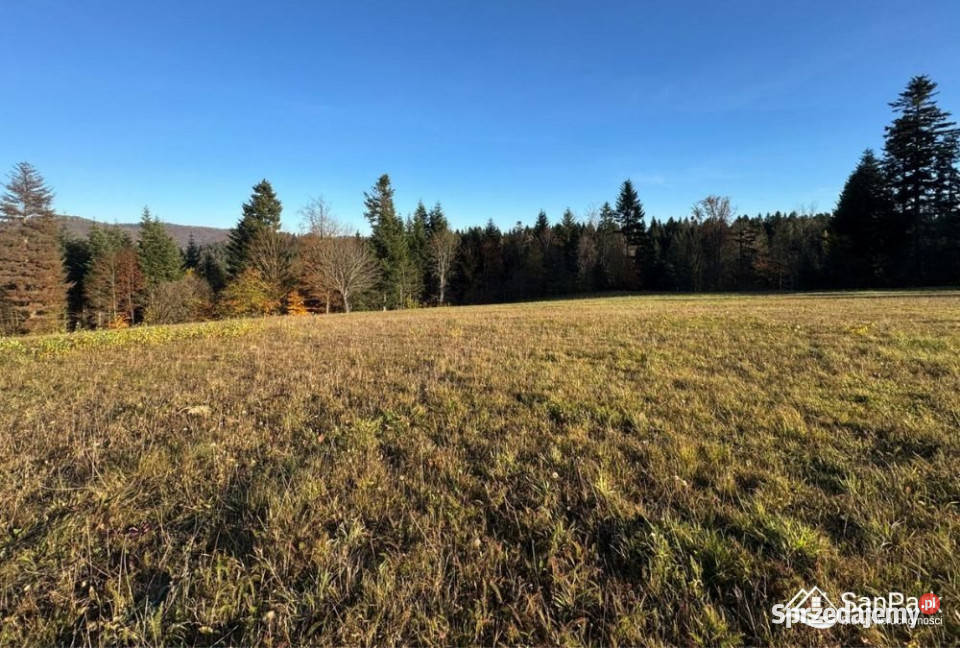 sprzedaży gruntu Werlas 1986m2 budowlana