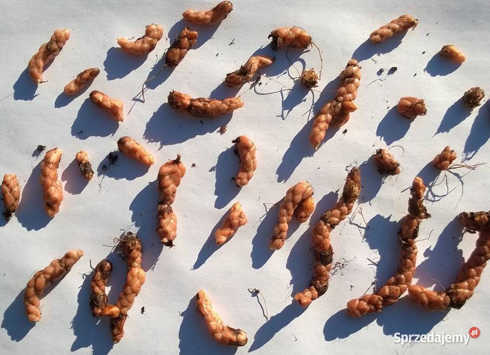 Szczawik trójkątny purpurowy koniczynka bulwy śląskie Pszczyna