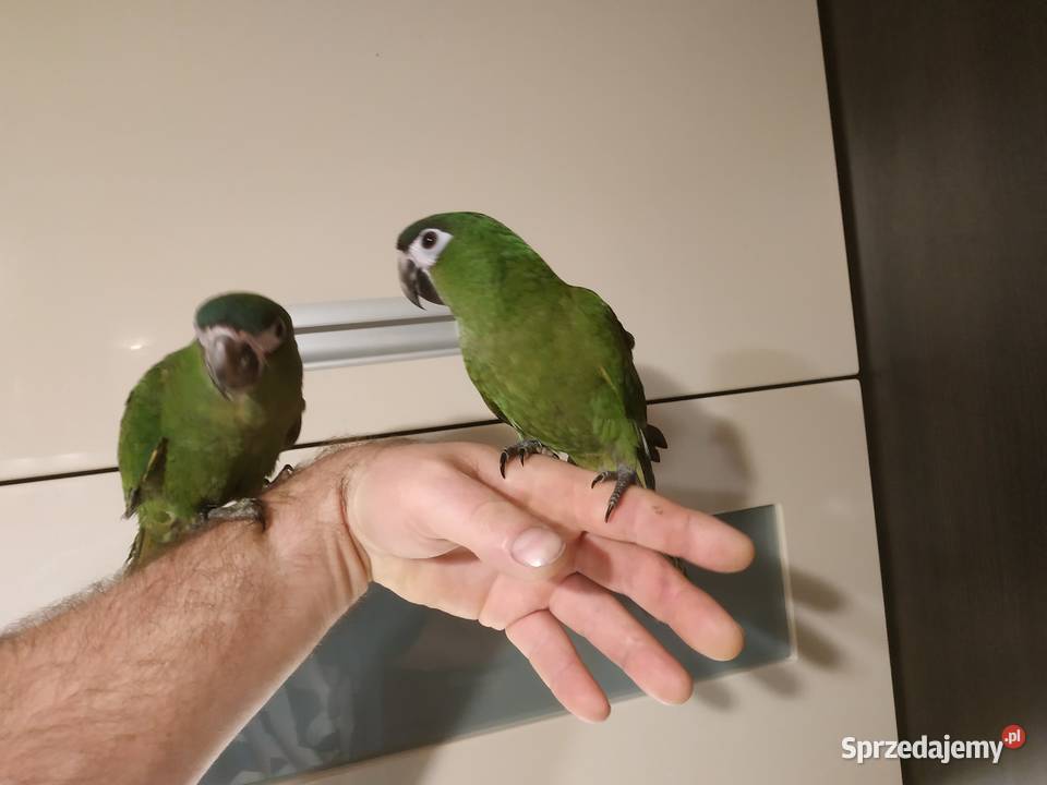 Ara nobilis ręcznie karmione oswojone młode 2019 Budzów